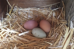 nest-eggs